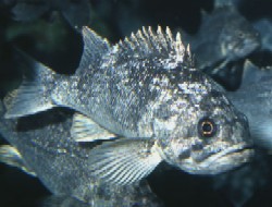 symbol fish, black rockfish kurosoi
