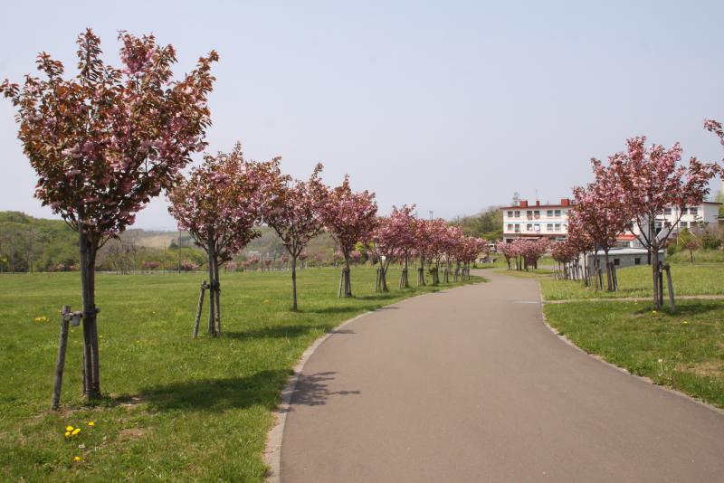 北公園桜